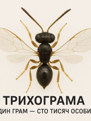 Трихограма