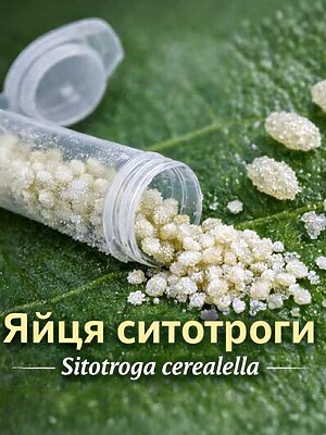 Яйця ситотроги заморожені (Sitotroga cerealella)